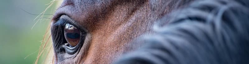 Handicapping in Horse Racing