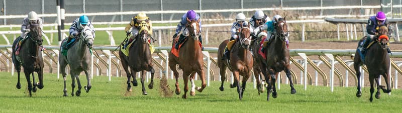 Many different types of Horse Racing